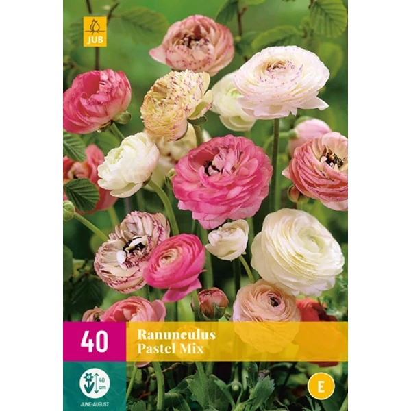 Jub Ranunculus pastel Boglárka mix 40 db