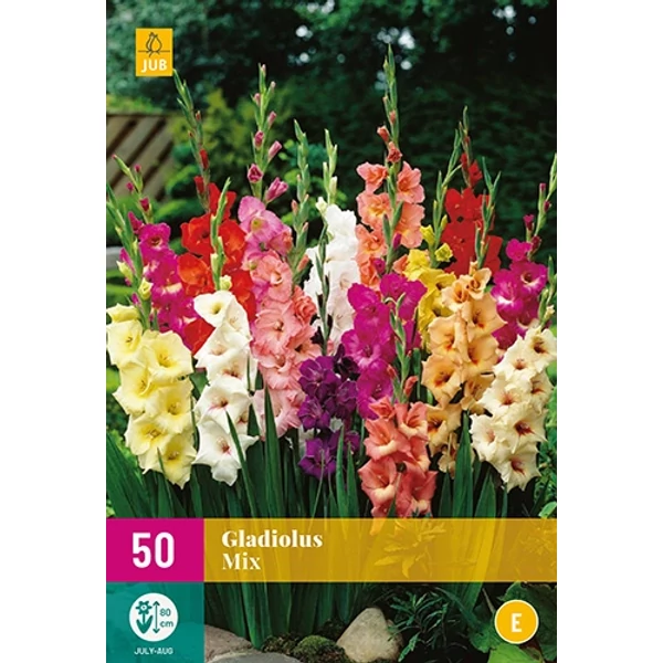 Jub Gladiolus -  kardvirág mix 50 db 10/12