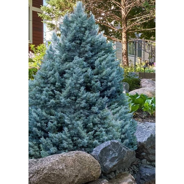 Cupressus arizonica - Arizoniai ciprus EXTRA FL 200/225
