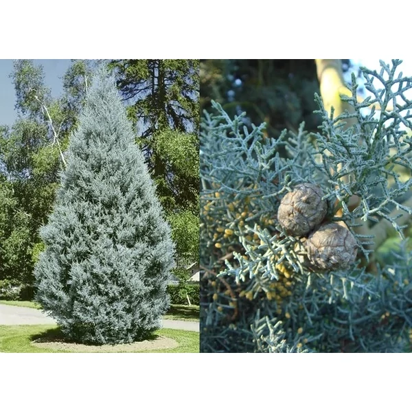Cupressus arizonica 'Fastigiata' - Oszlopos arizóniai ciprus K3 30/40