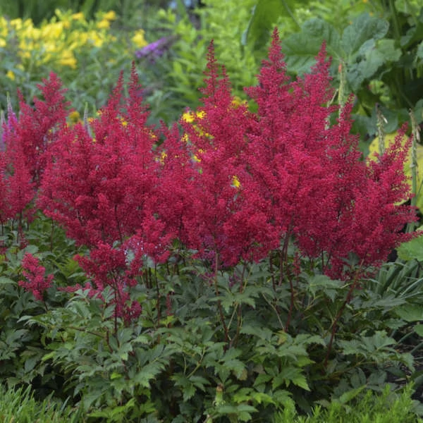 Astilbe - Chinensis in RedTollbuga  K2l