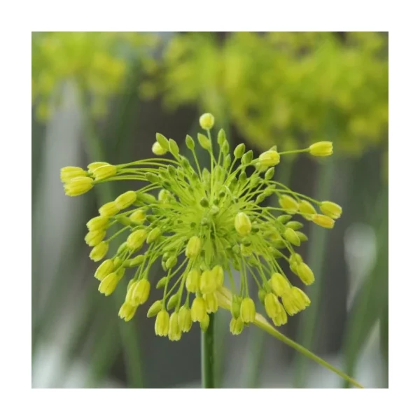 Allium chloranthum Yellow Fantasy - Díszhagyma D14