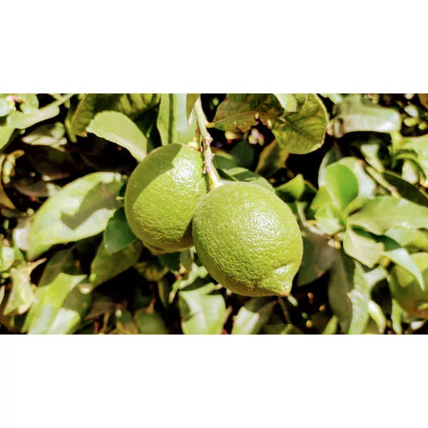 Citrus - Óriás zöld citrom K20