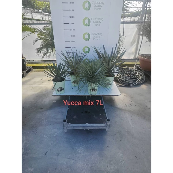 Yucca MIX "Western Desert Dreams K7 70cm 1 db