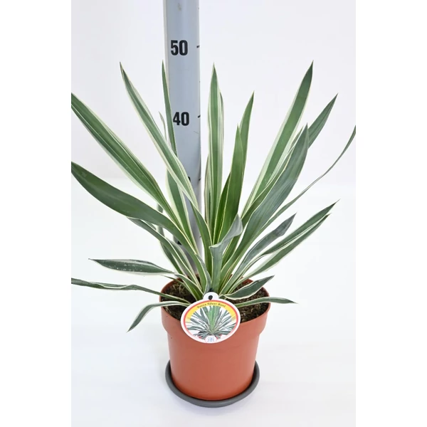 Yucca gloriosa ‘Variegata Silver’ – Ezüstös tarka pálmaliliom