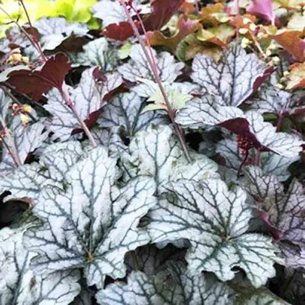 Heuchera 'Caramel' - Tűzeső Cs14-15