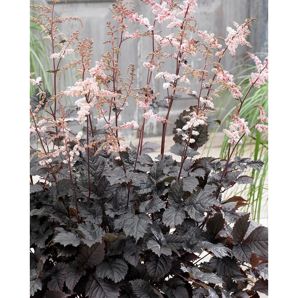 Astilbe Chocolate Shogun - Tollbuga csokoládé színű levéllel Cs14