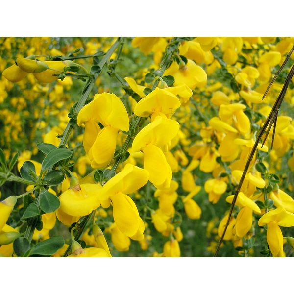 Cytisus Racemosus - Seprűzanót K20 bokor