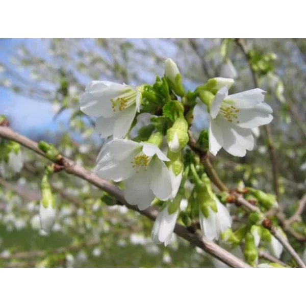 Prunus incisa 'Midori Zakura' – Díszcseresznye 200/250 K12-15