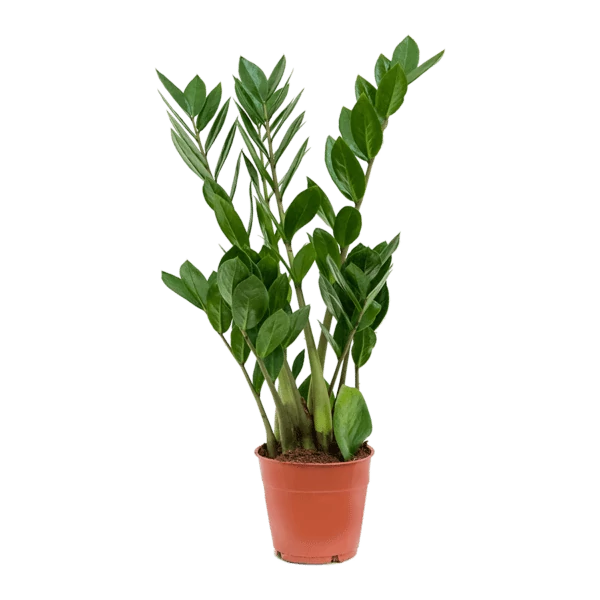 Zamioculcas zamiifolia - legénypálma 55cm