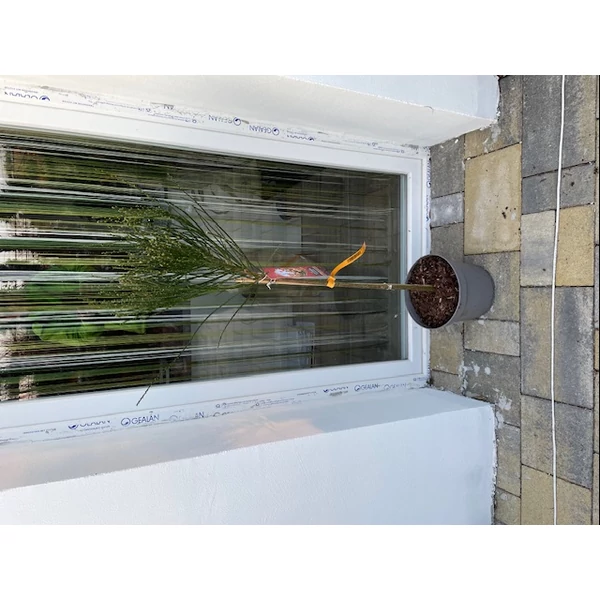 Cytisus SP.- Zanót K5 T50 Törzses