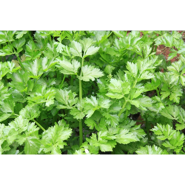 Gumós zeller palánta iván