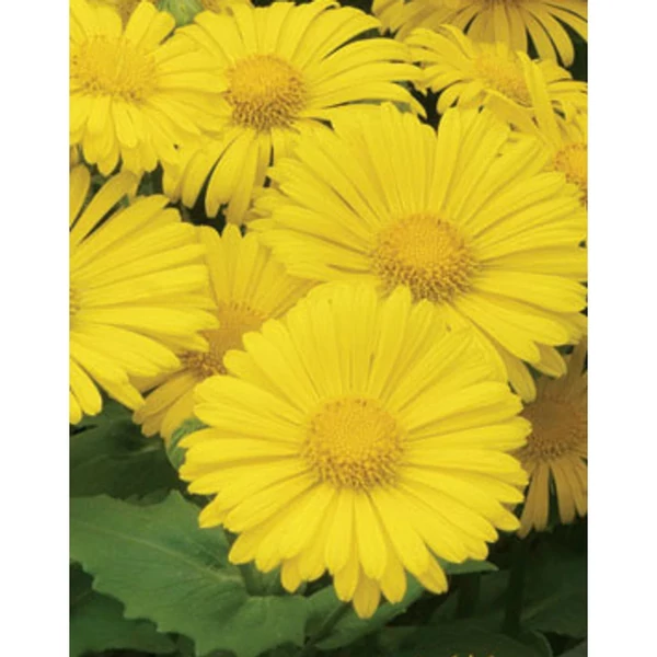 Doronicum orientale Leonardo Compact Zerge virág  CS9