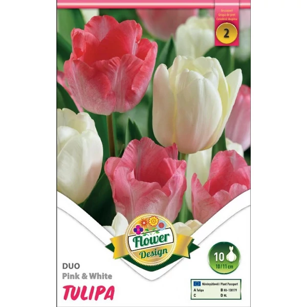 Tulipán virághagyma 10-db-os Duo Pink White 10db