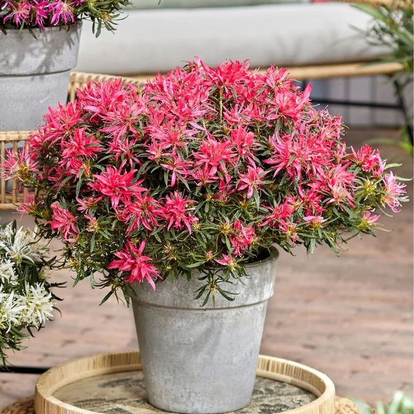 Azalea japonica Starstyle K1,5 mix