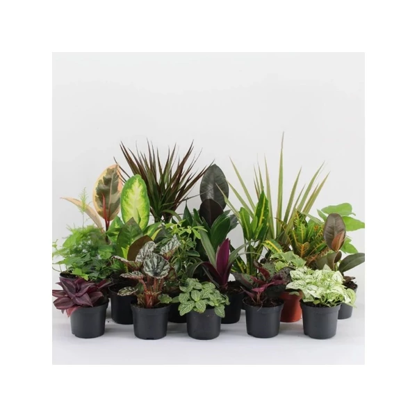 Szobanövény mix mini