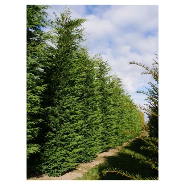 x Cupressocyparis leylandii – Leylandi ciprus CLT 5 D 40