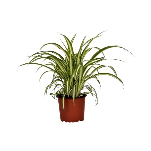 Klorofitum- Zöldike CS12