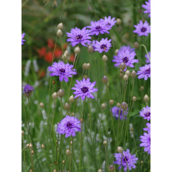 Catananche caerulea – Zörgővirág Cs9