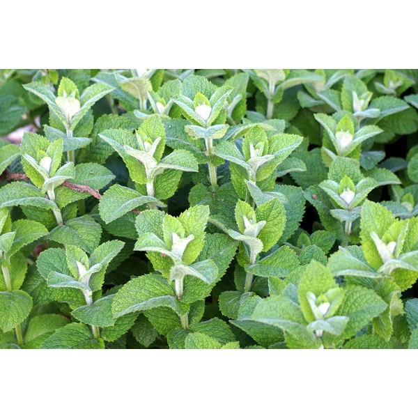 Fűszernövény - Zsálya CS14