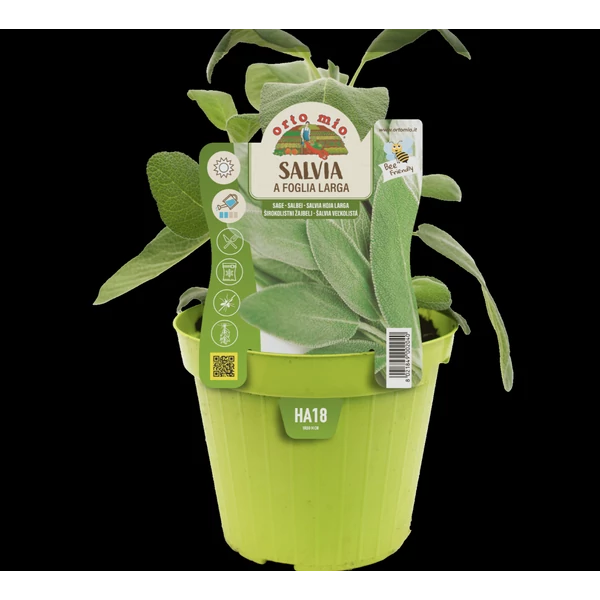 Fűszernövény Prémium palánta Zsálya EXTRA CS19