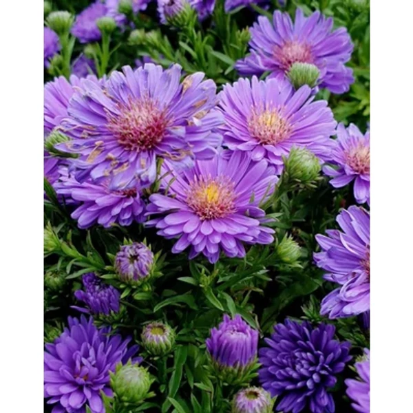 Aster dumosus Indigo- Őszirózsa Cs14