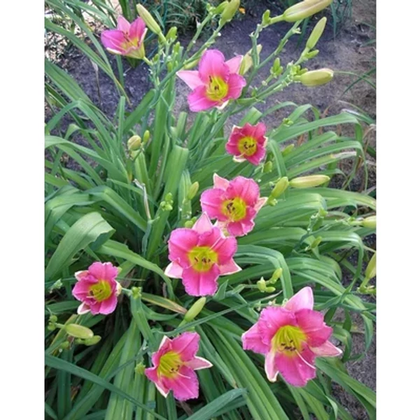 Hemerocallis Final Touch Sásliliom K2L