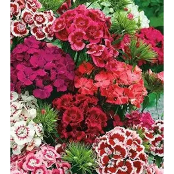  Dianthus barbatus Törökszegfű Cs14