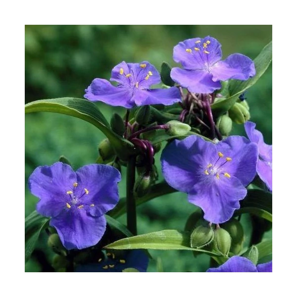 Tradescantia x andersoniana Zwanenburg Blue – kerti pletyka Cs14