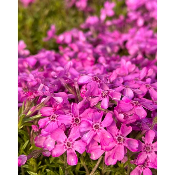 Phlox subulata Fabulous Zwergenteppich Árlevelű lángvirág CS9