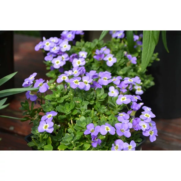 Aubrieta 'Axcent Lilac' - Pázsitviola világos lila Cs9