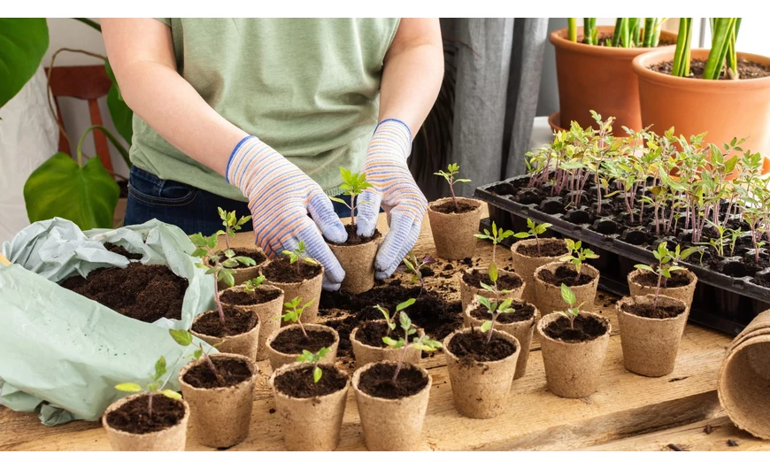 Magvetés és palántanevelés lépésről lépésre – így alapozd meg a sikeres szezont