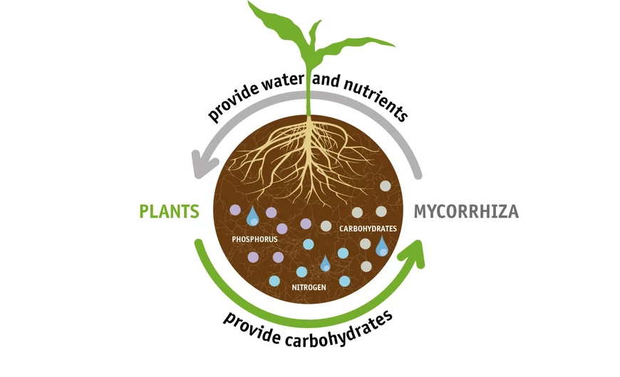 Mikorrhiza gombák szerepe a növények fejlődésében – természetes támogatás Mikomax Garden készítményekkel