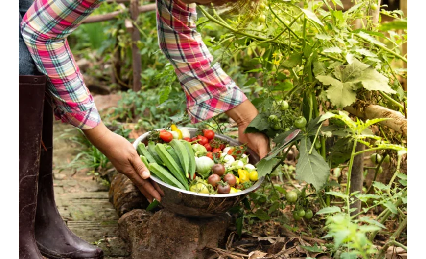Fenntarthatóbb kertészkedés minőségi zöldség vetőmagokkal