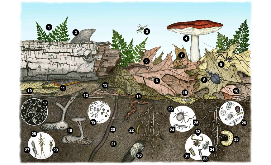 A megfelelő talajélet, talajjavítás fontossága