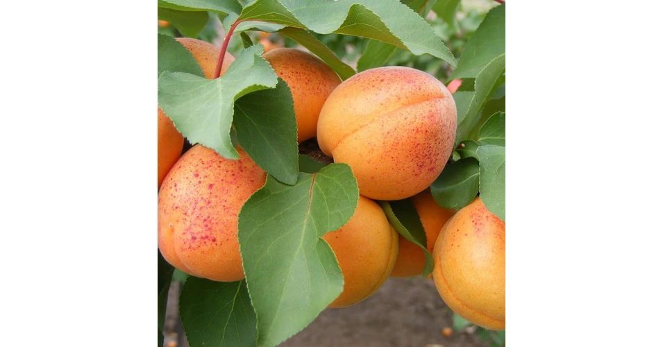 Prunus armeniaca 'Goldrich' - Goldrich kajszi