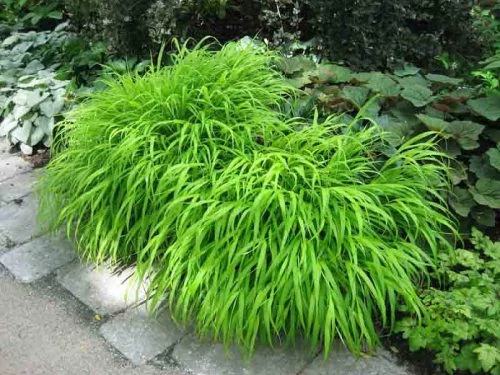 Hakonechloa macra -  Szálkafű D14/15