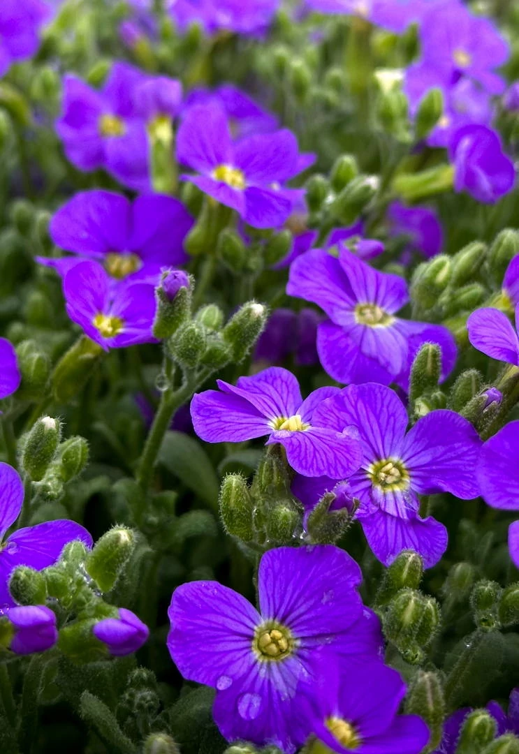 Aubrieta 'Audrey Deep Blue Shades' – Pázsitviola lila