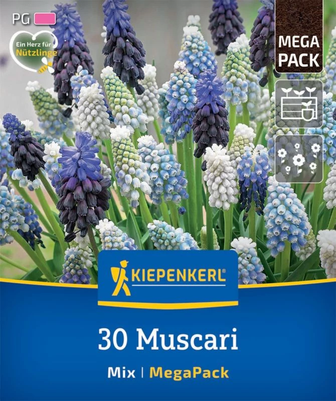 Kiepenkerl Muscari Gyöngyike Mega Pack 30db