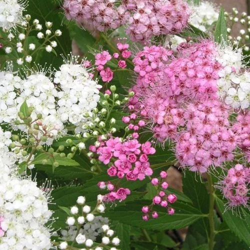 Spiraea japonica Genpei Shiraea- Japán gyöngyvessző K1,5L 20/40