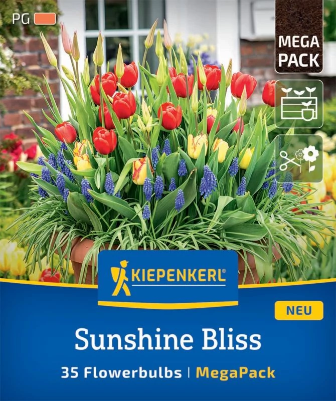 Kiepenkerl Mega-Pack Sunshine Bliss virághagyma 35db