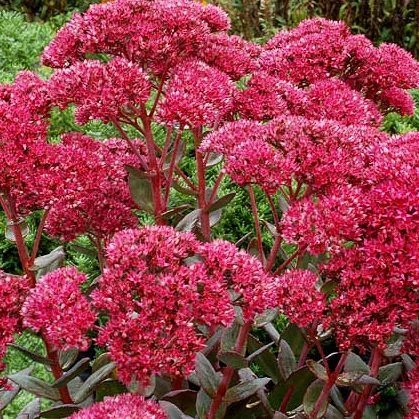 Sedum telephium Thunderhead Varjúháj D14