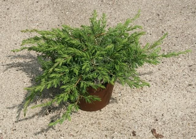 Juniperus conferta 'Schlager' – Terülő fövenyboróka 20/40