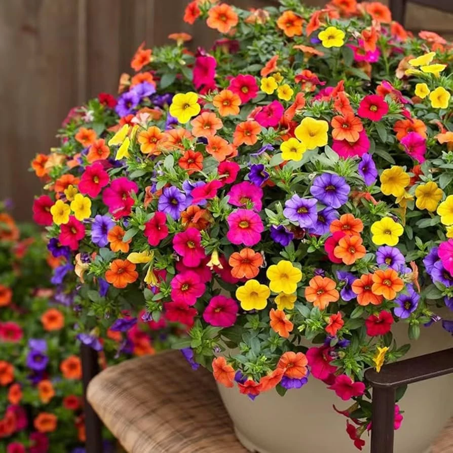 Calibrachoa trixi 3 in 1 - Dúsvirágú petúnia 12 cm