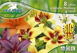 Pegasus Liliom Asiatic Lily Mix 6db