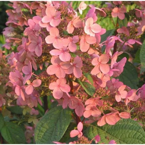 Hydrangea paniculata Early Sensation Rózsaszín kúpvirágú bugás hortenzia K5L 60/80