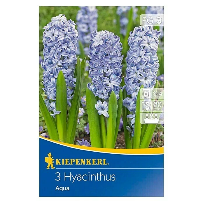 Kiepenkerl Hyacinthus Aqua jácint virághagymák 3db