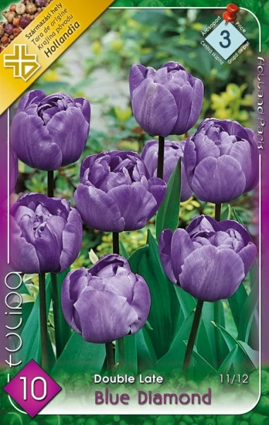 Tulipán virághagyma 10-db-os Blue Diamond