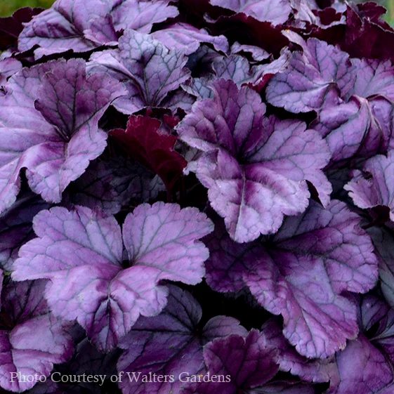 Heuchera Wildberry - Tűzeső Cs14