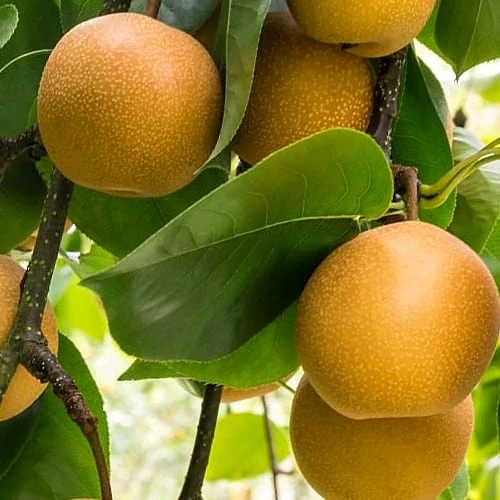 Pyrus pyrifolia Hosui - Nashi Japán körte K5